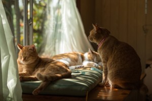 窓辺のカーテンと猫