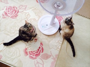 扇風機の前に座る猫２匹