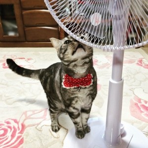 扇風機に近づく猫