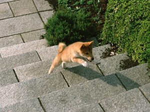 階段を駆け上がる柴犬