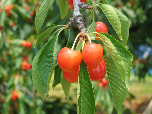 さくらんぼの受粉 相性について 重要なのはｓ遺伝子型 毎日を彩る情報たち