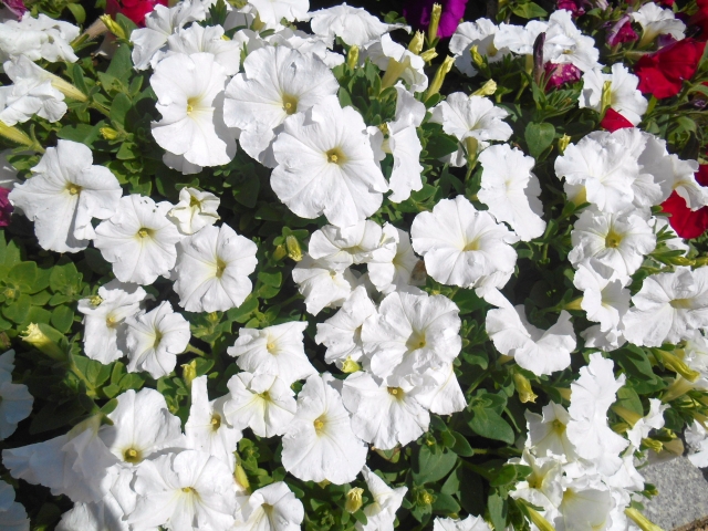 ガーデニングで植える夏の花 白 育てやすいオススメ５選 毎日を彩る情報たち
