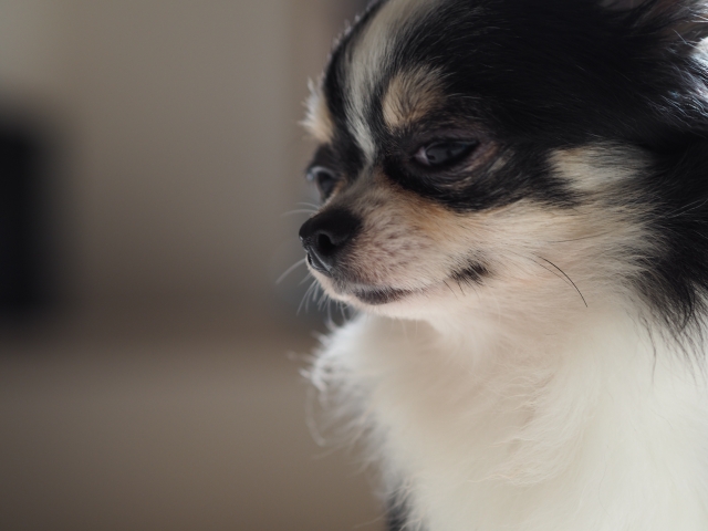 犬の熱中症 後遺症の症状と何故そういったことになるのか 毎日を彩る情報たち