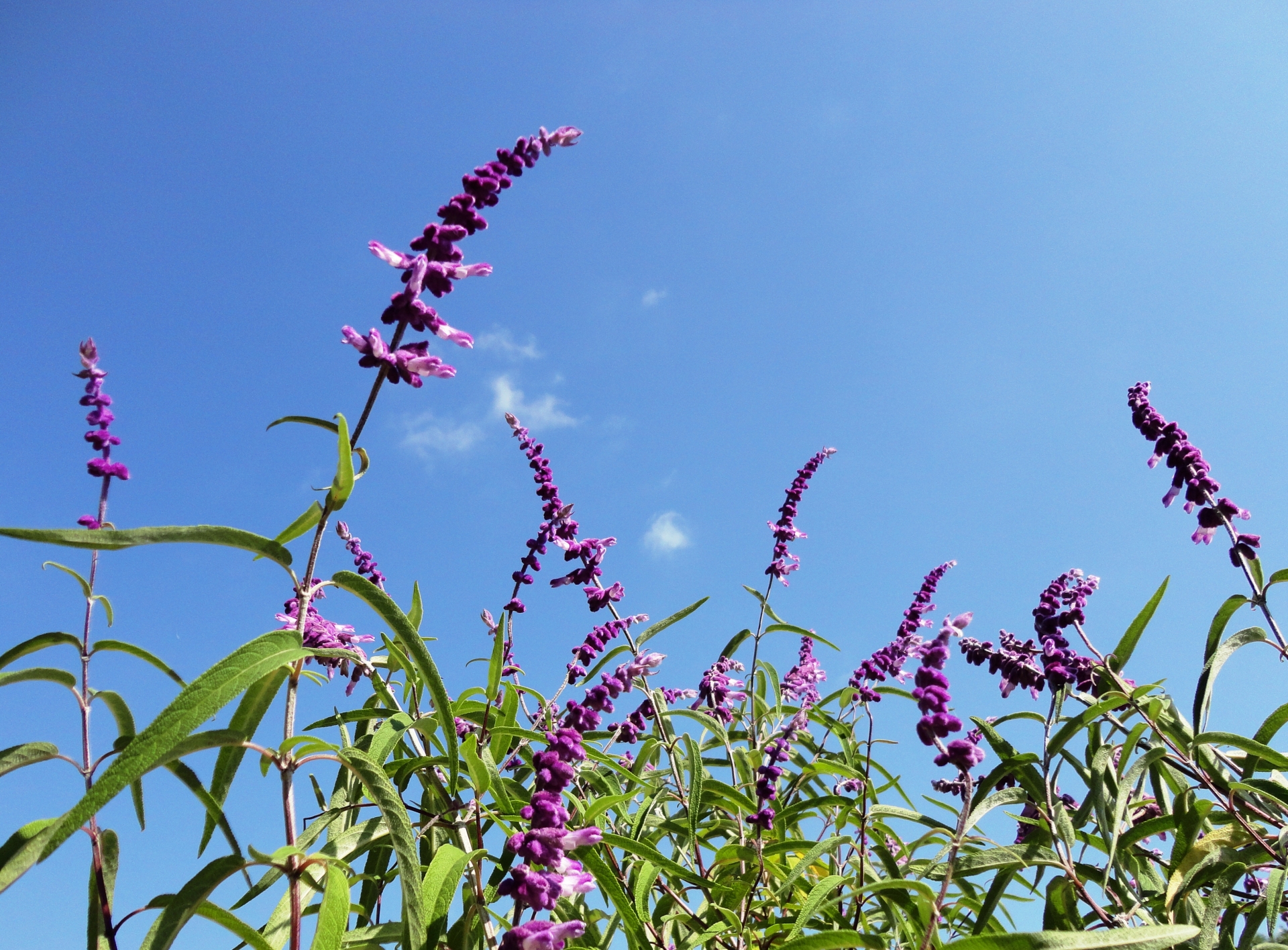 アメジストセージの植え替え時期は 土についても 毎日を彩る情報たち