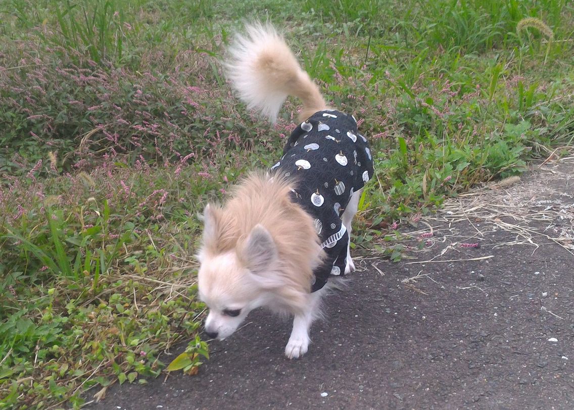 犬の遊び食い ムラ食いが直らないので試したことを記録 毎日を彩る情報たち
